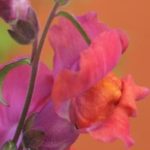 Profile picture of Patricia Herlihy